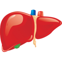 Liver png image