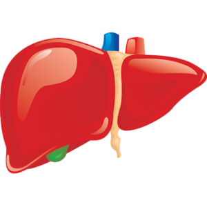 Human Liver PNG Transparent Images Free Download - Pngfre