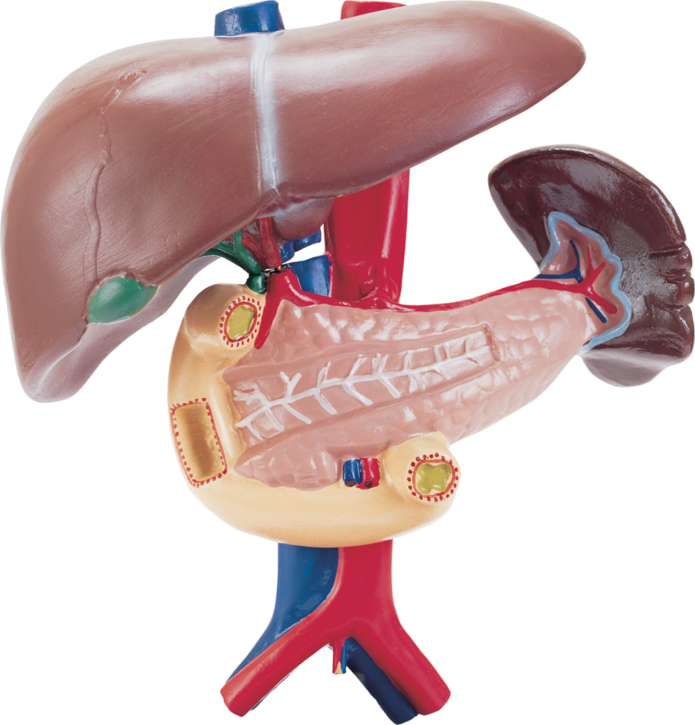 Human Liver Organ Png