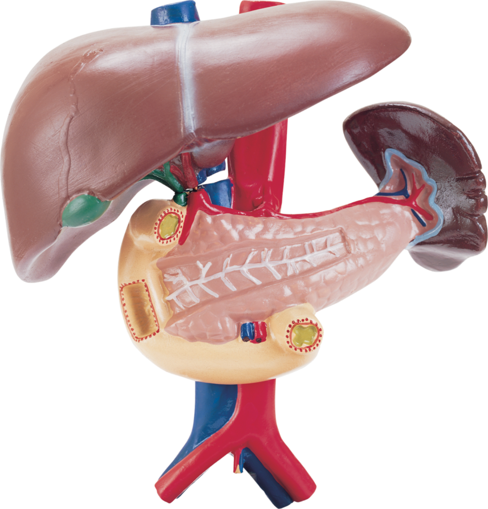 Human Liver PNG Transparent Images Free Download - Pngfre