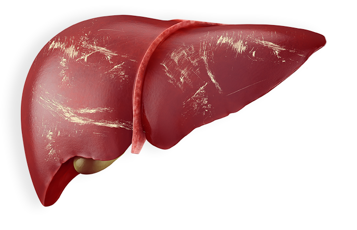 Red Human Liver Png
