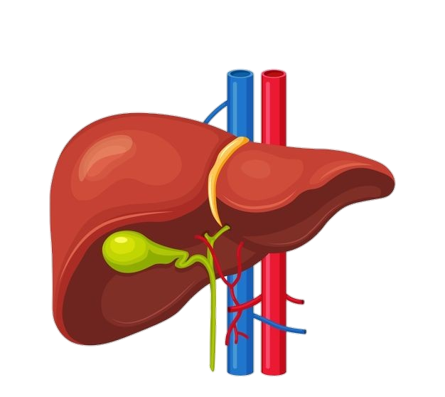 Human Liver System Png