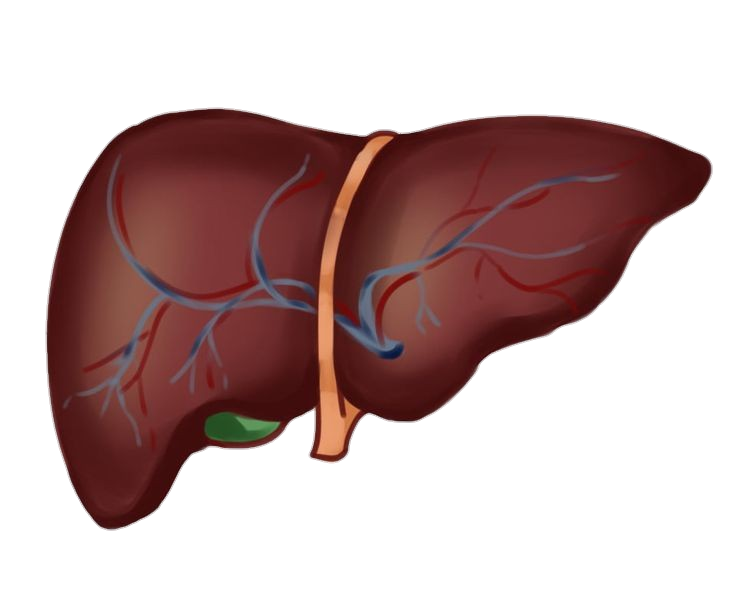 Transparent Human Liver Png