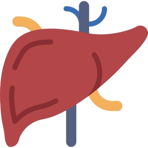 Human Liver Vector Png