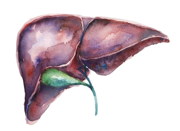 Aesthetic Human Liver Art Png