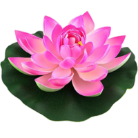 Lotus Flower png