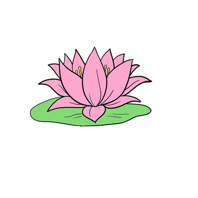 Lotus Flower Drawing Png