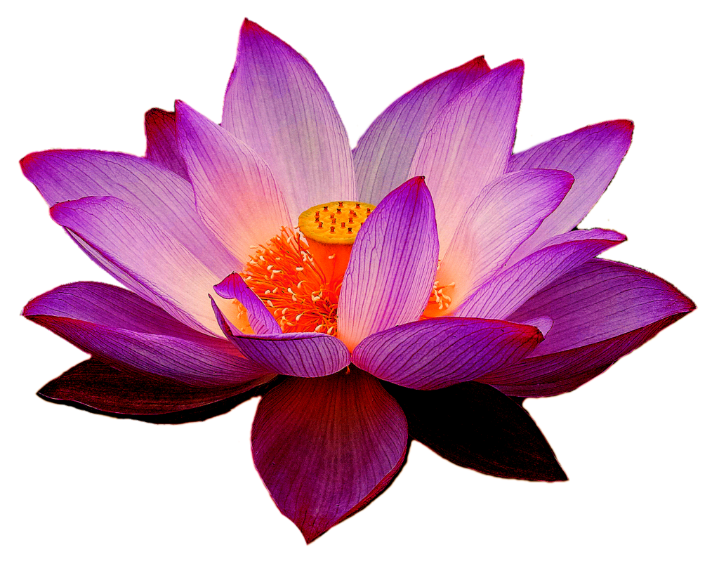 Transparent Lotus Flower Png