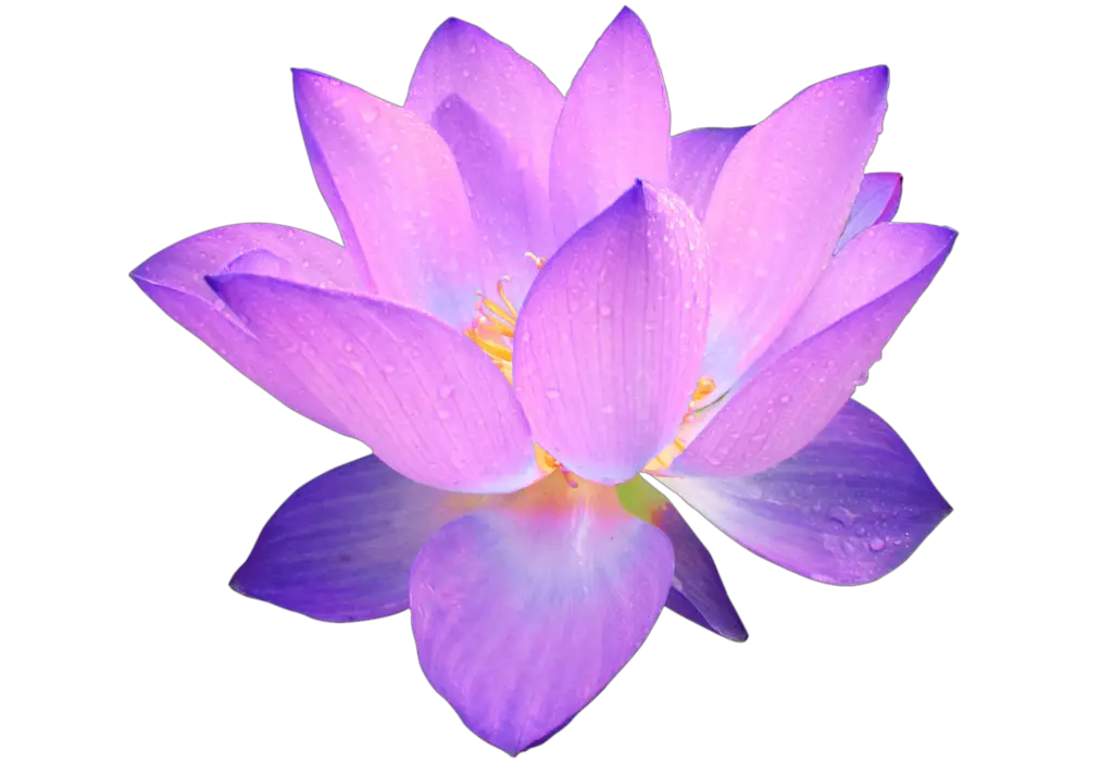 Lotus Flower Png