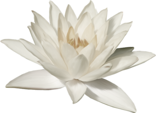 White Lotus Flower Png
