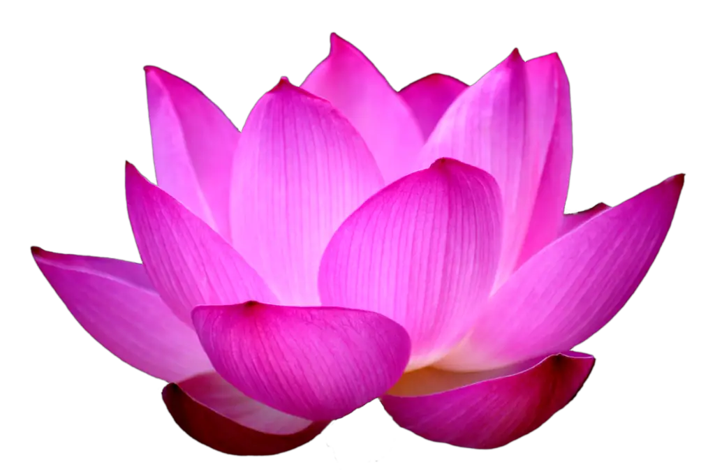 Lotus Flower Png