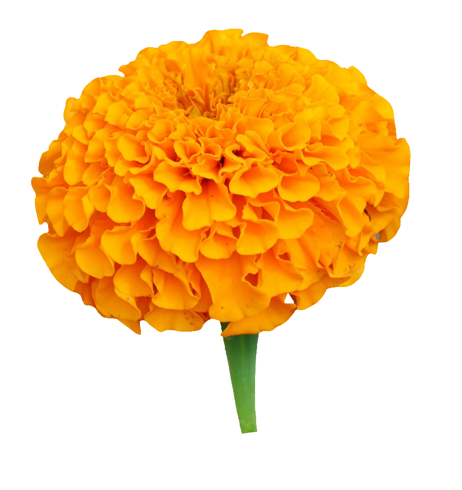 Marigold PNG image