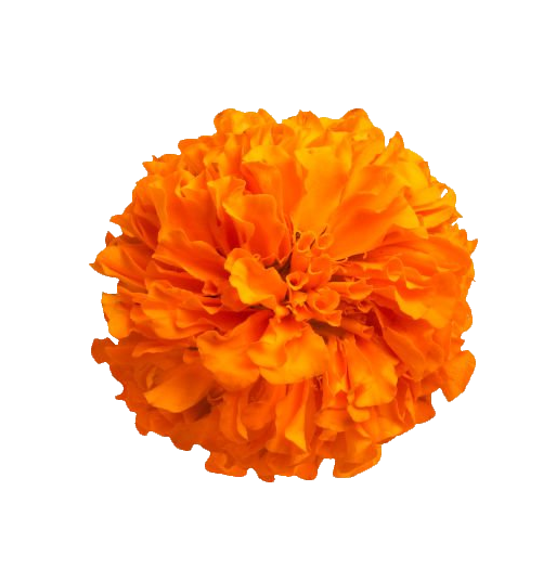 Red Marigold PNG