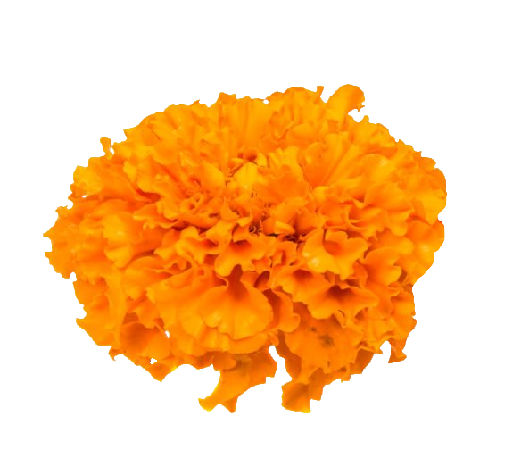 Orange Marigold PNG