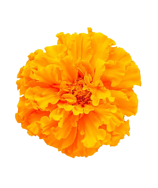 Single Marigold flower PNG