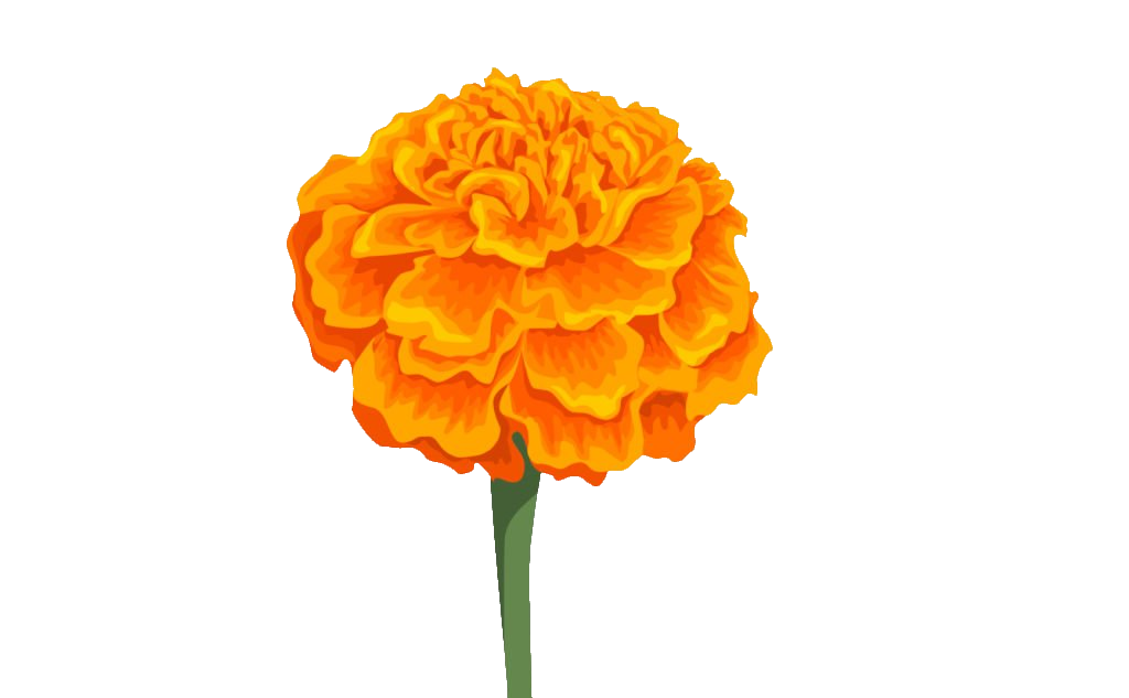 Marigold clipart PNG