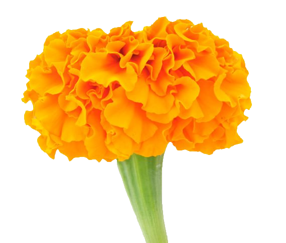 Orange Marigold PNG