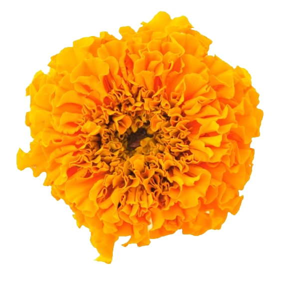 Transparent Marigold PNG