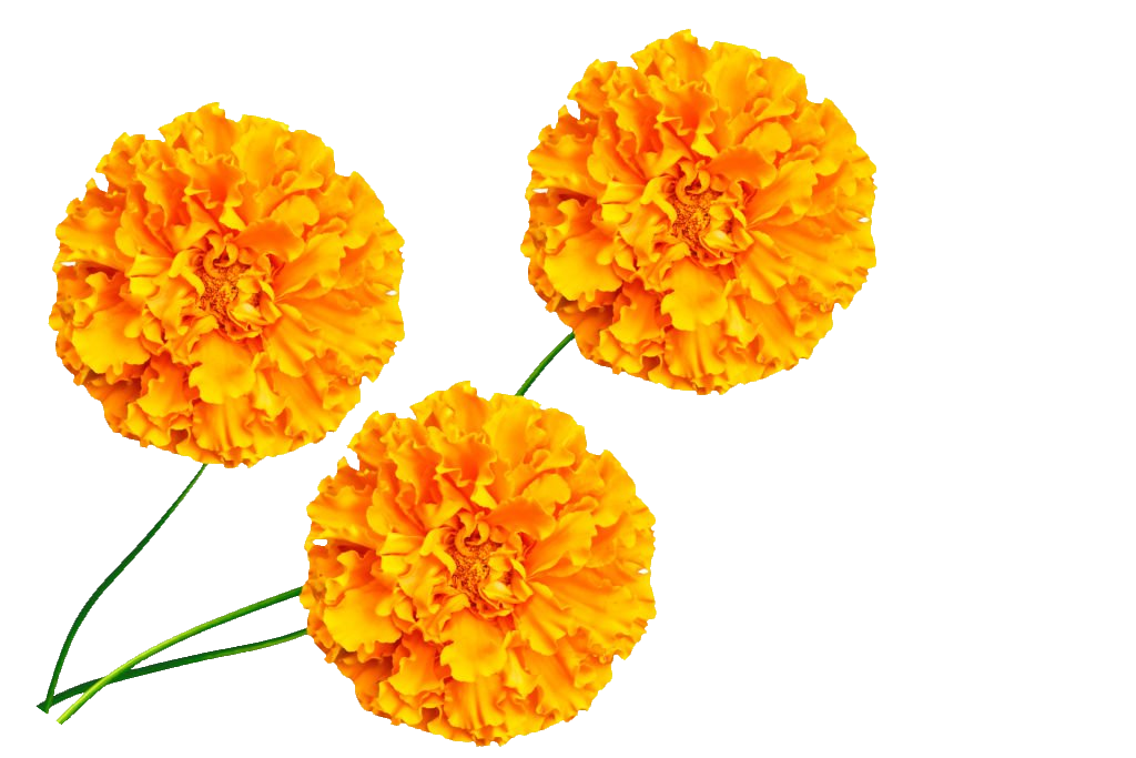 Marigold flowers PNG