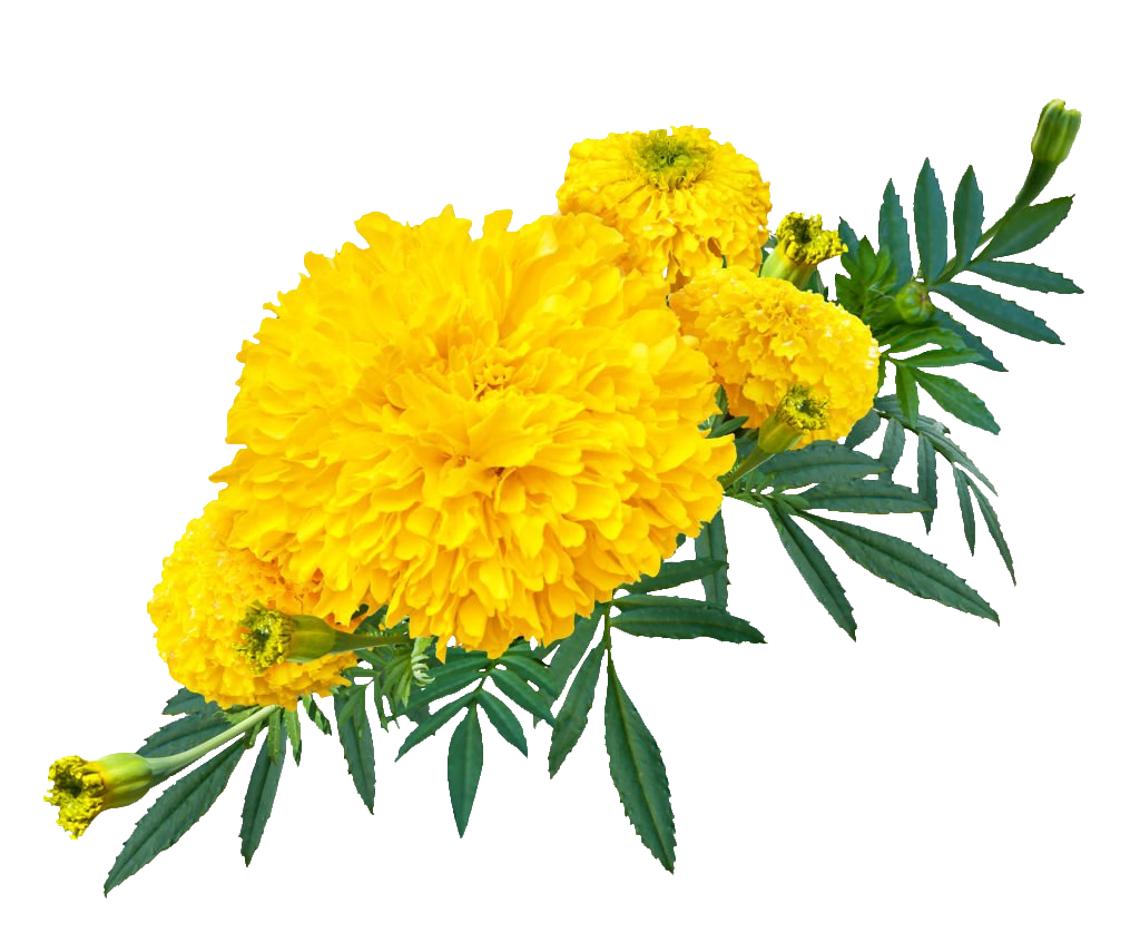 Transparent Yellow Marigold PNG