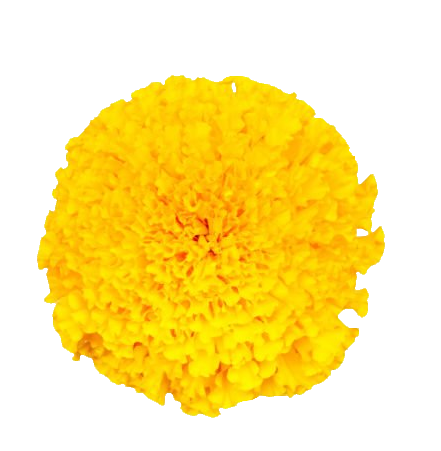 Yellow Marigold PNG