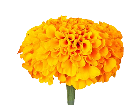 Marigold flower PNG