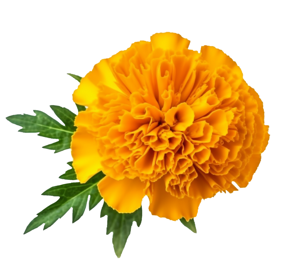 Marigold Flower PNG