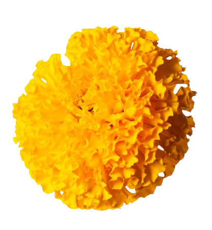 Marigold PNG image