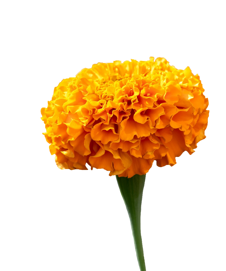 Transparent Marigold PNG image