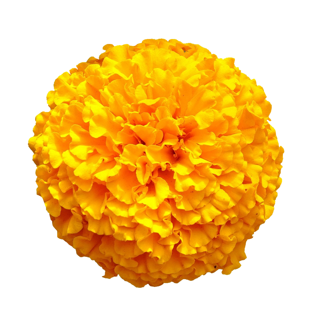 Orange Marigold PNG