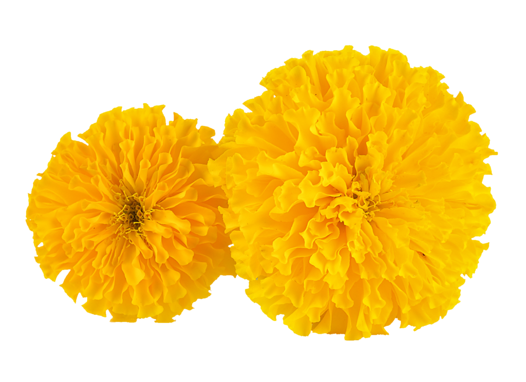 High-resolution Marigold PNG