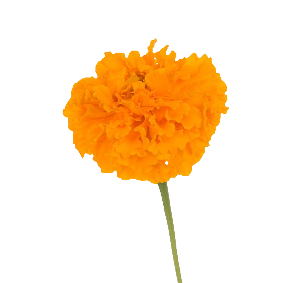 Orange Marigold PNG