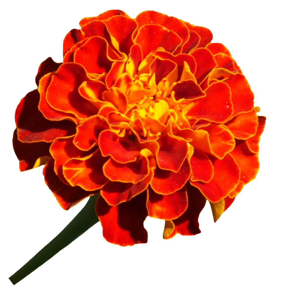 French Marigold PNG