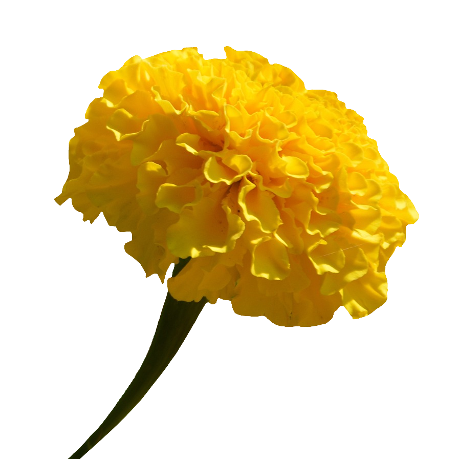 Yellow Marigold PNG image