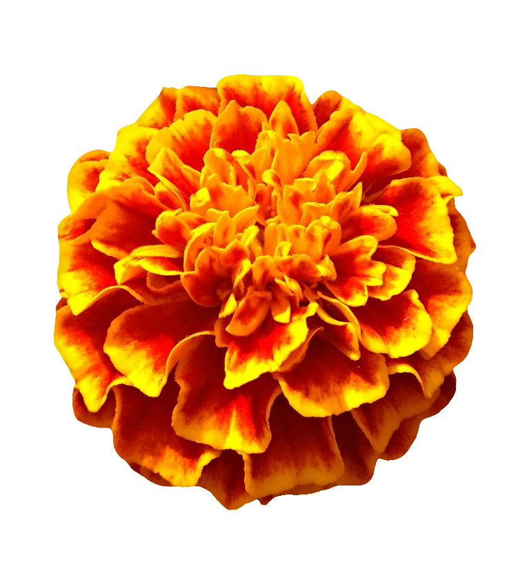 Red Marigold PNG