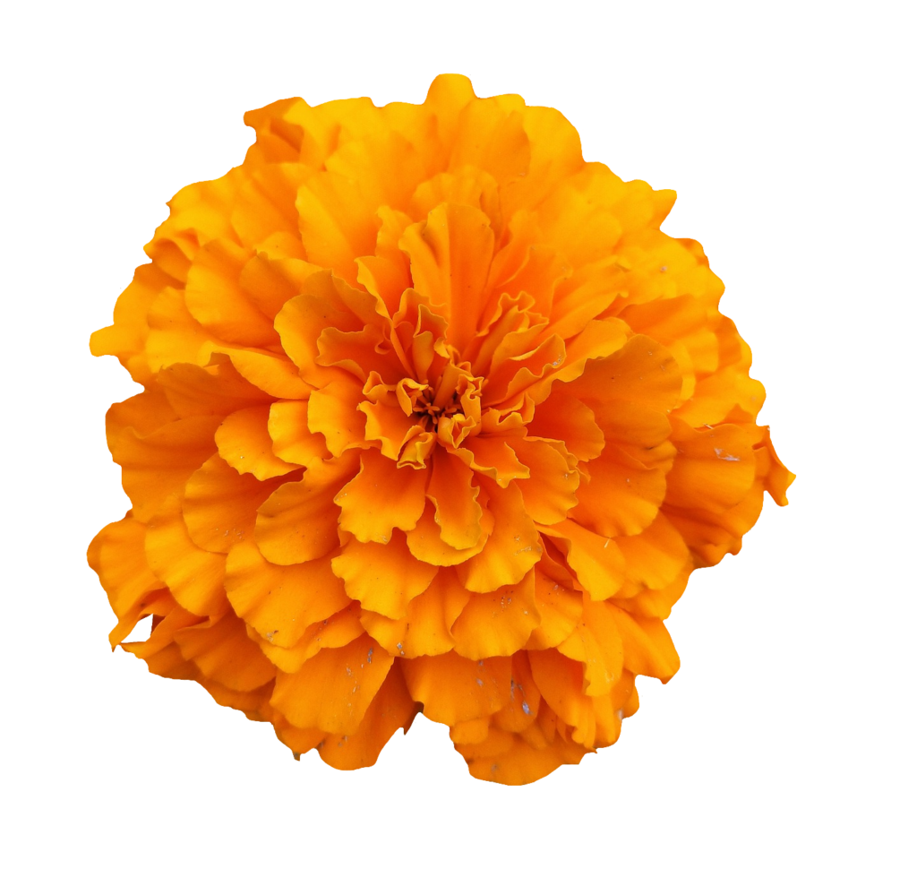 Orange Marigold flower PNG