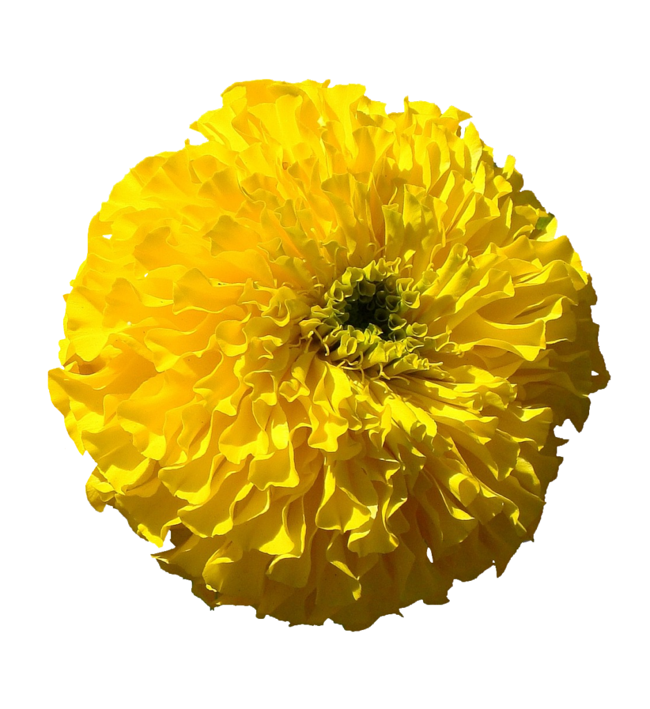 Yellow Marigold PNG