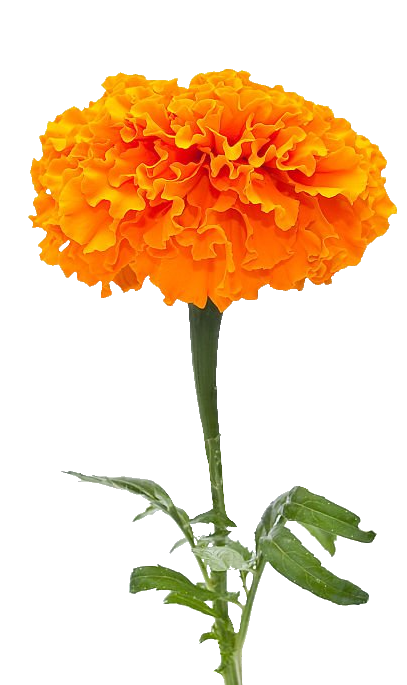 Marigold flower PNG