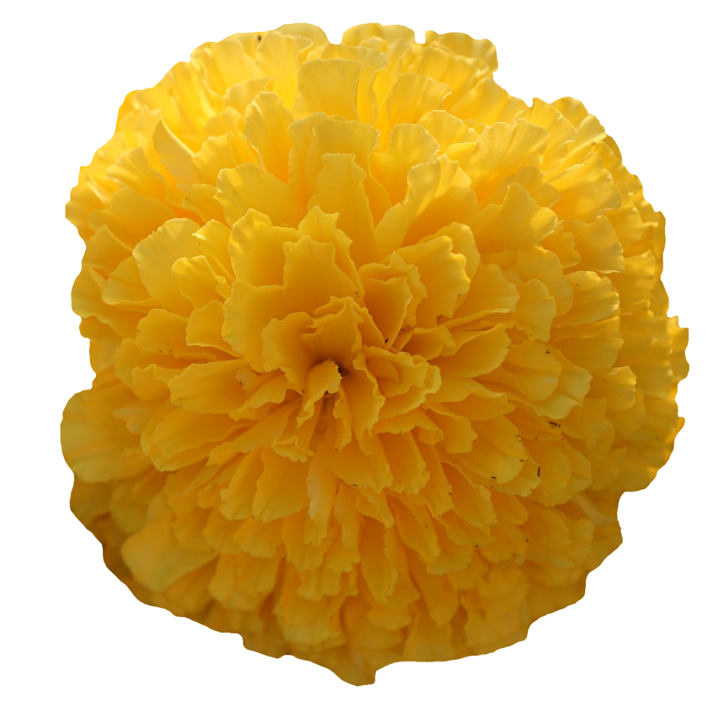 Yellow Marigold flower PNG