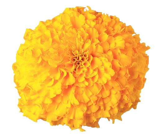 Yellow Marigold PNG