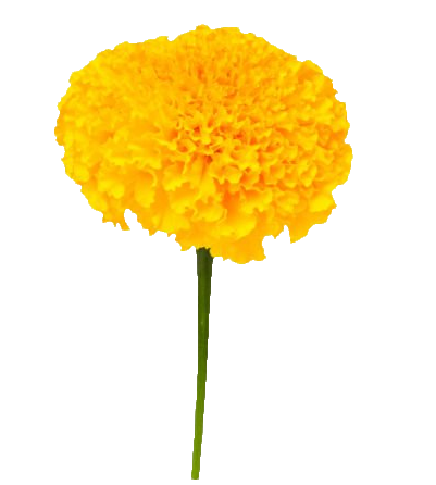 Yellow Marigold PNG