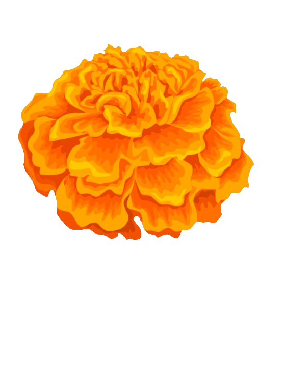 Marigold clipart PNG