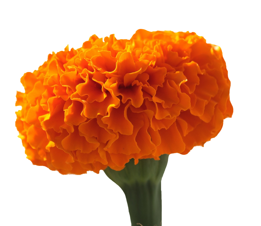 Orange Marigold PNG