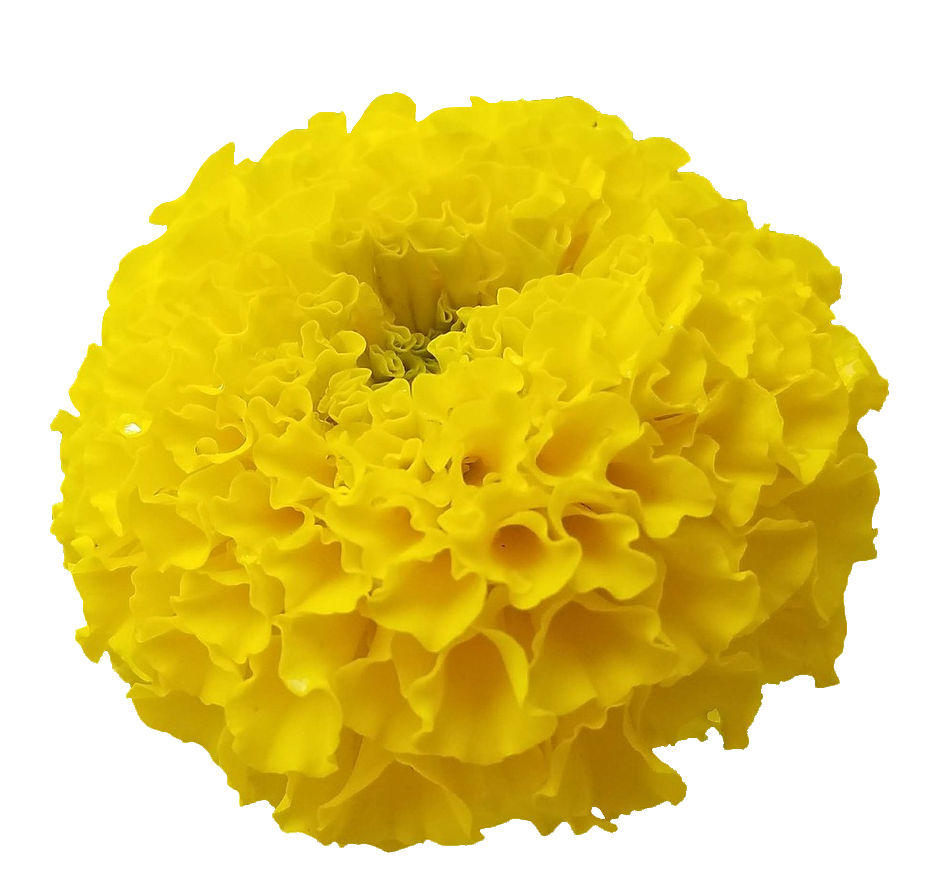 Yellow Marigold PNG