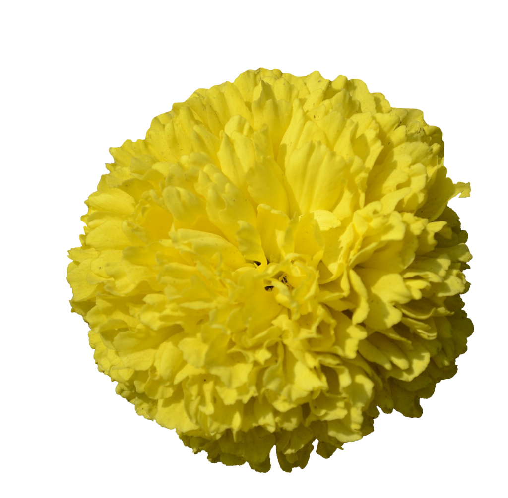 Yellow Marigold PNG