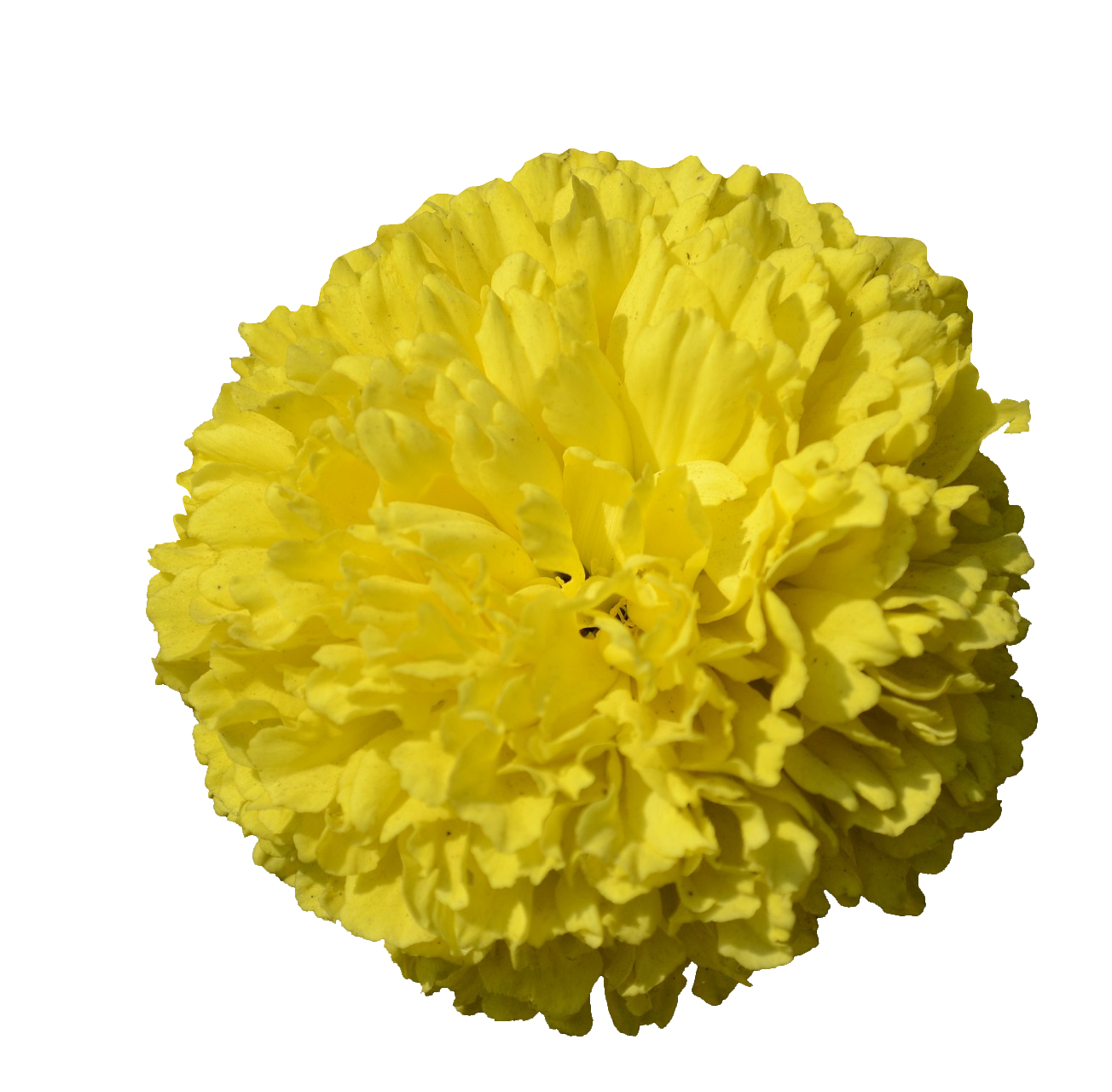 Marigold-9