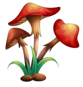 Mushroom-15