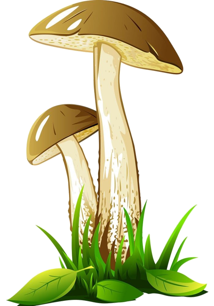 Mushroom Illustration PNG
