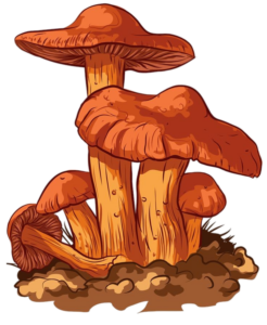 Mushroom-19