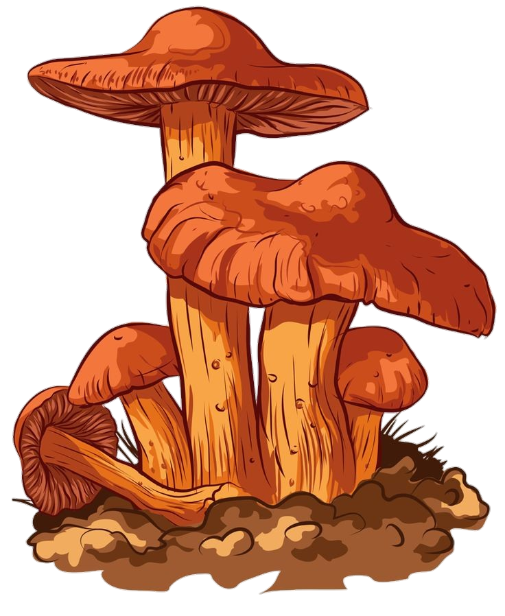 Fungus Mushroom Drawing PNG